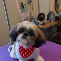 A small dog wearing a red and white polka dot bandana is sitting on a purple table.