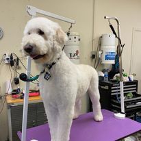 A white dog is standing on a purple table in a grooming salon.