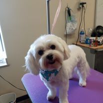 A small white dog is standing on a purple table.