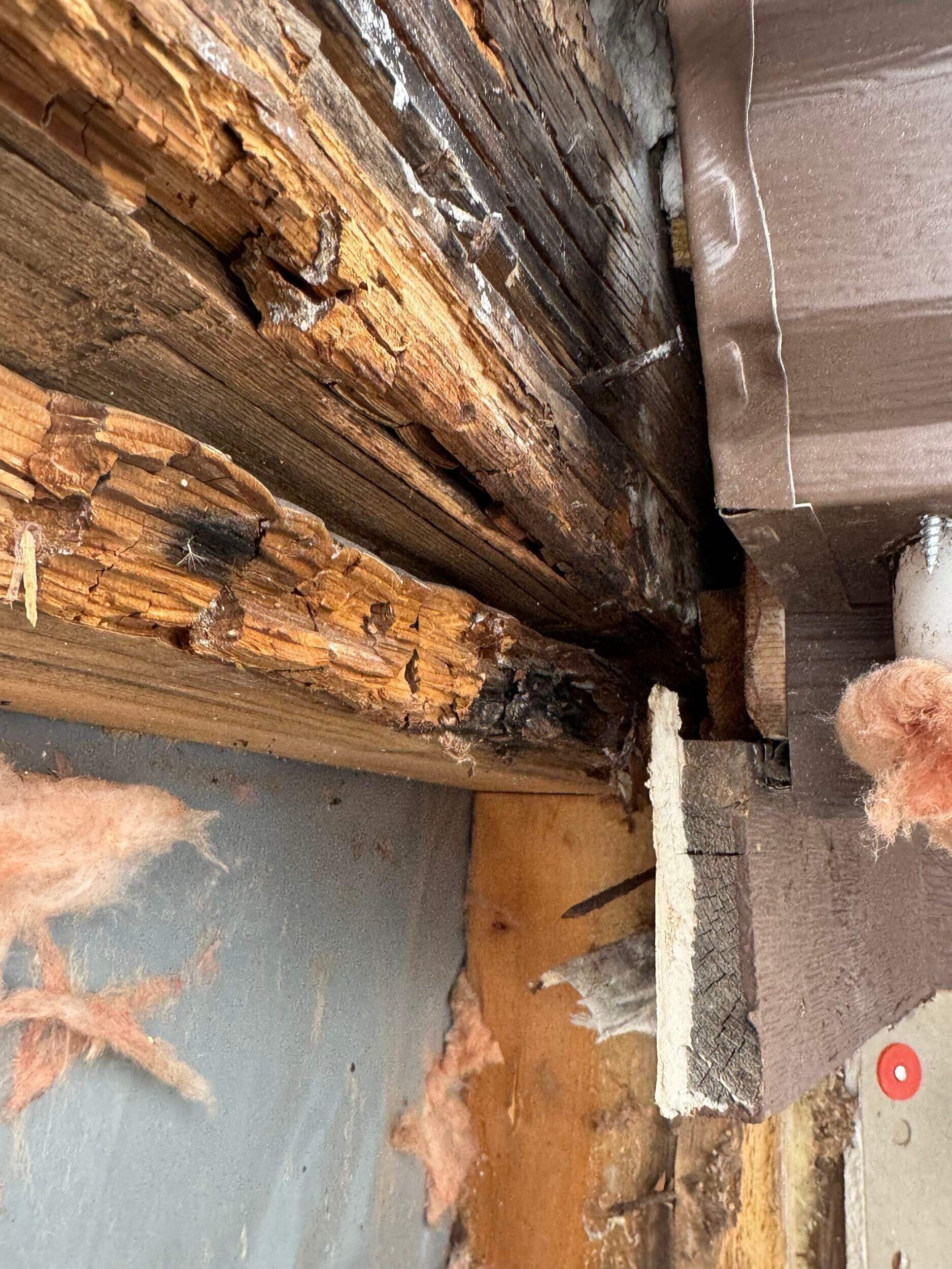 Rotten wooden beam with dark discoloration, likely mold, near siding and insulation.