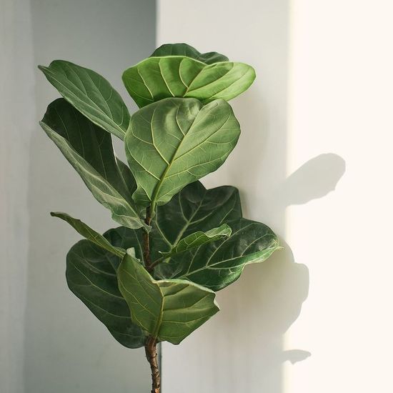 A fiddle leaf fig tree is sitting in front of a white wall.