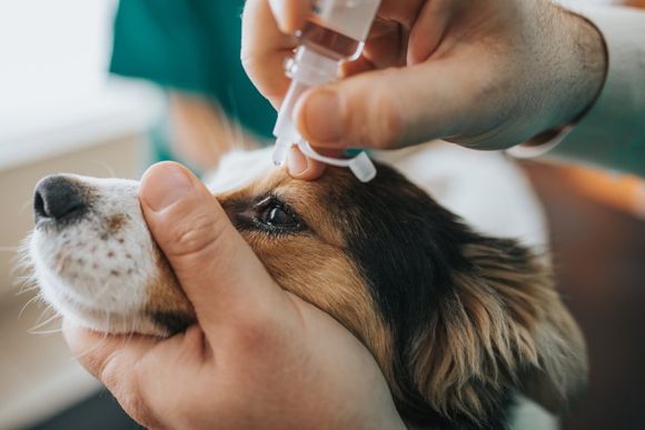 medicamento oculare per cane