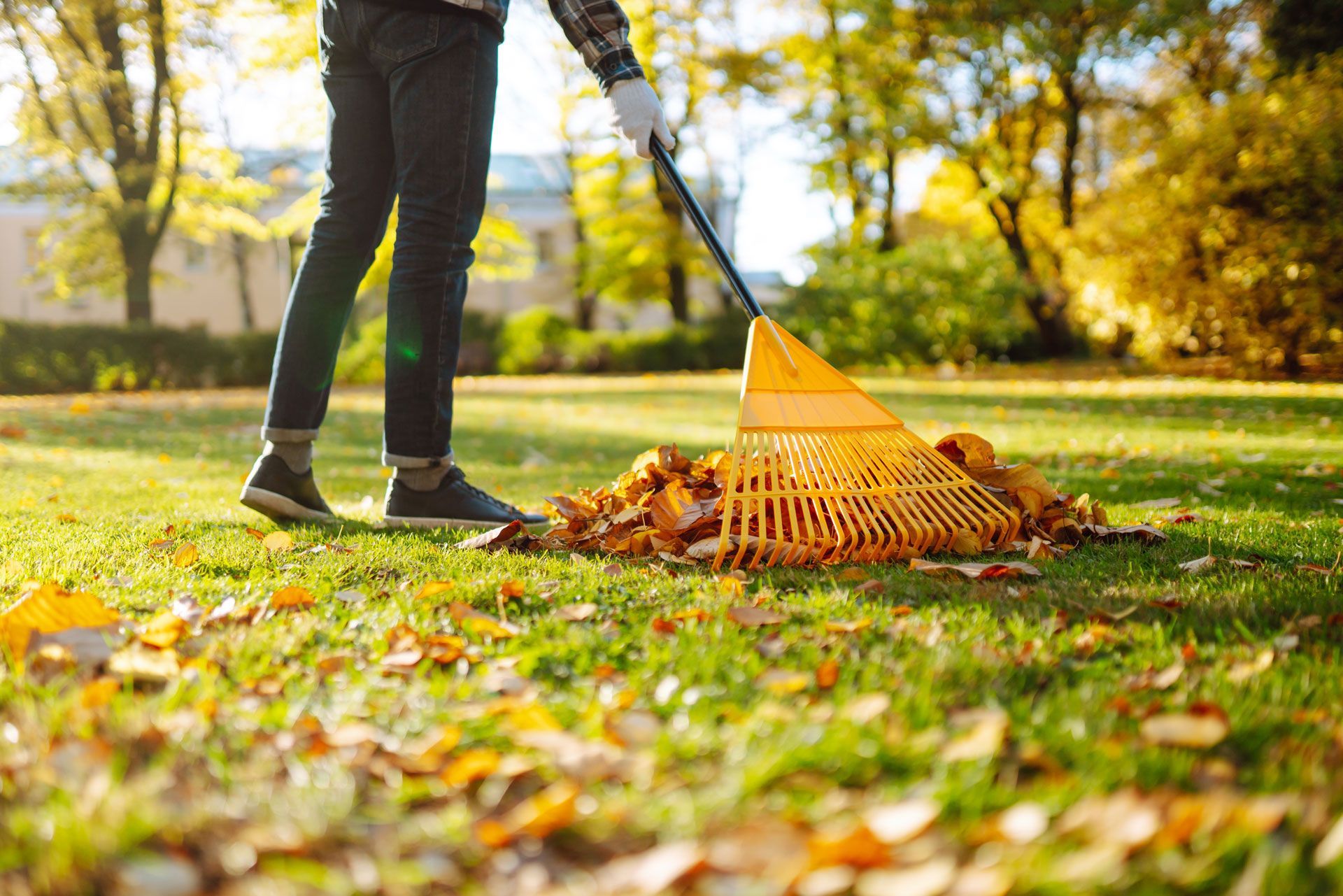 A man is raking leaves in a park with a rake.