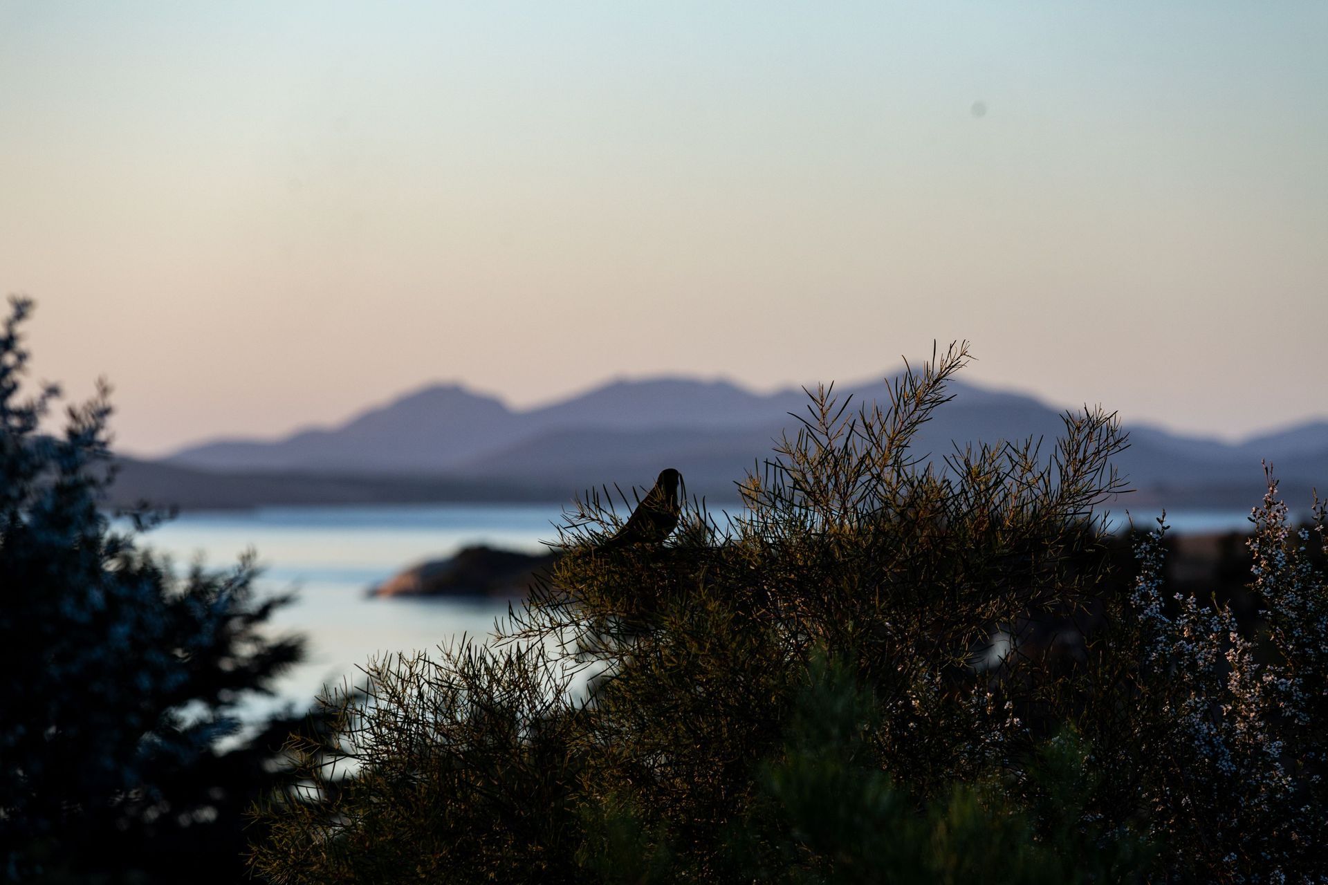 Evening light featuring bird in a tree and coastal view in the distance