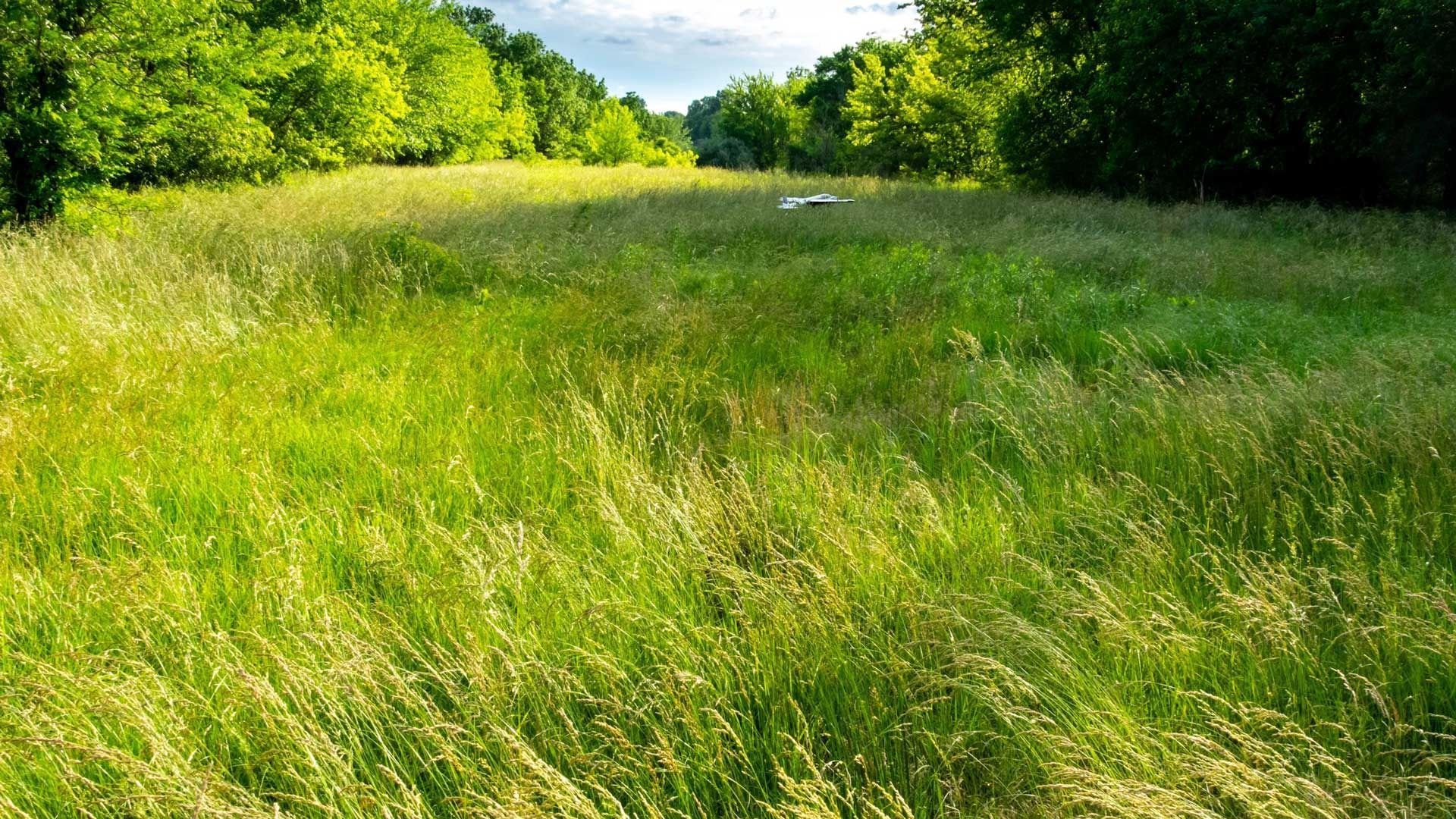 Grassy field bathed in sunlight, bordered by trees.