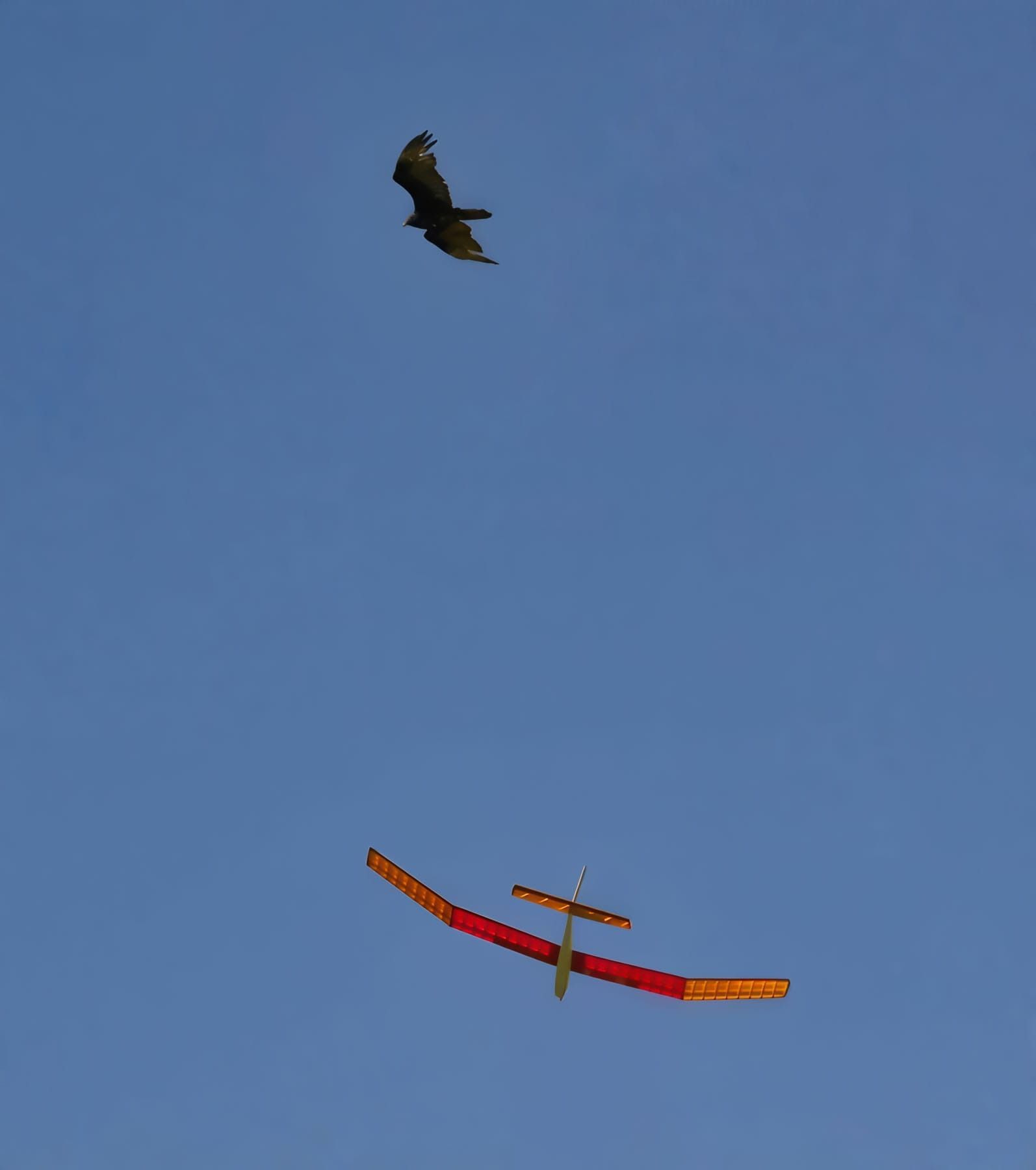 A glider with red and yellow wings flying below a dark bird against a blue sky.