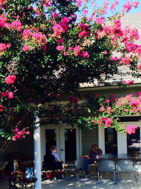 Flowering Tree — Arlington, TX — Castle Rock Assisted Living