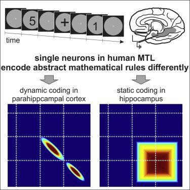 An image of single neuron activity 