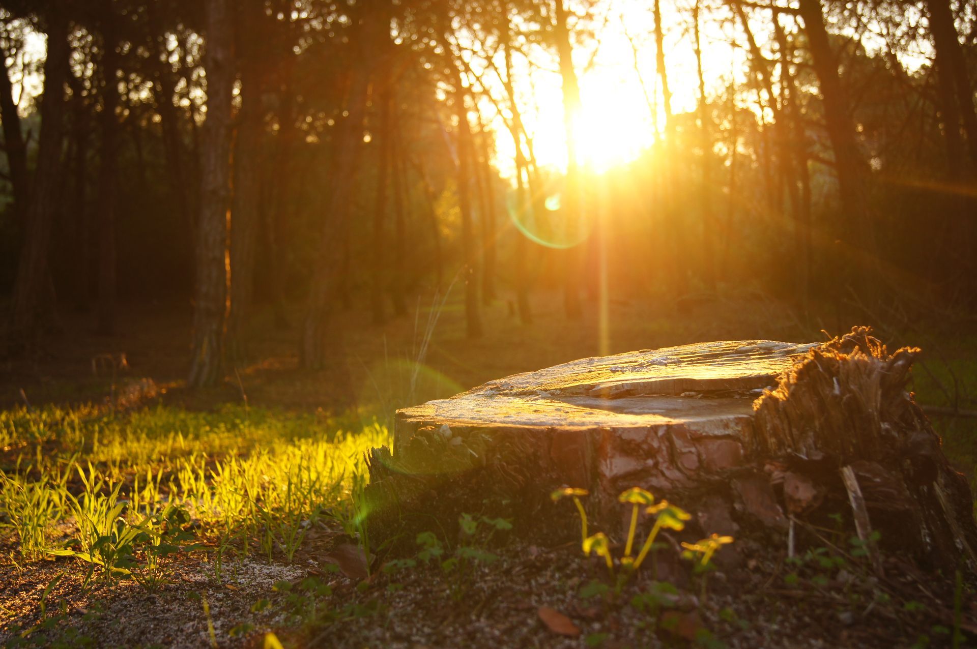 A lush green lawn surrounded by trees and bushes in a park.