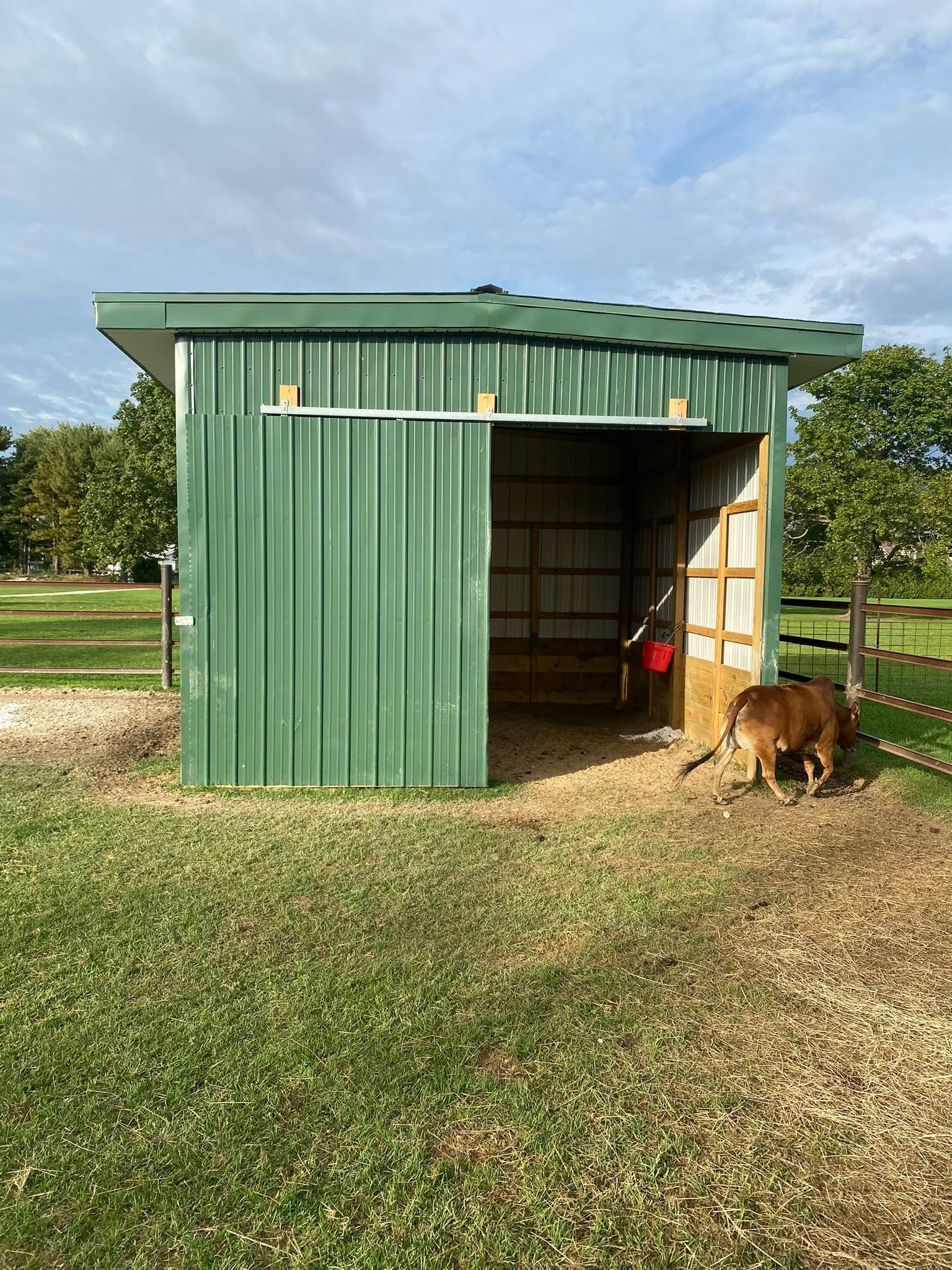 Green metal shed on a grassy field, with a brown dog sniffing near the open entrance.
