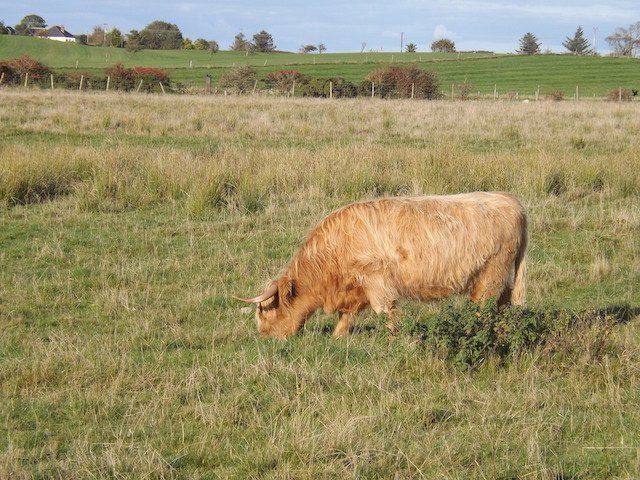 A Highland Cow at Southerness, Dumfries & Galloway, Scotland