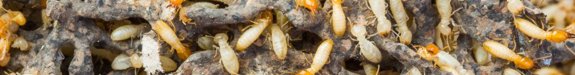 Termite Inspections Sydney Canberra