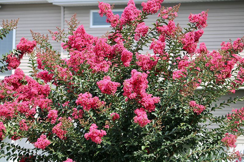Crepe Myrtles Tree