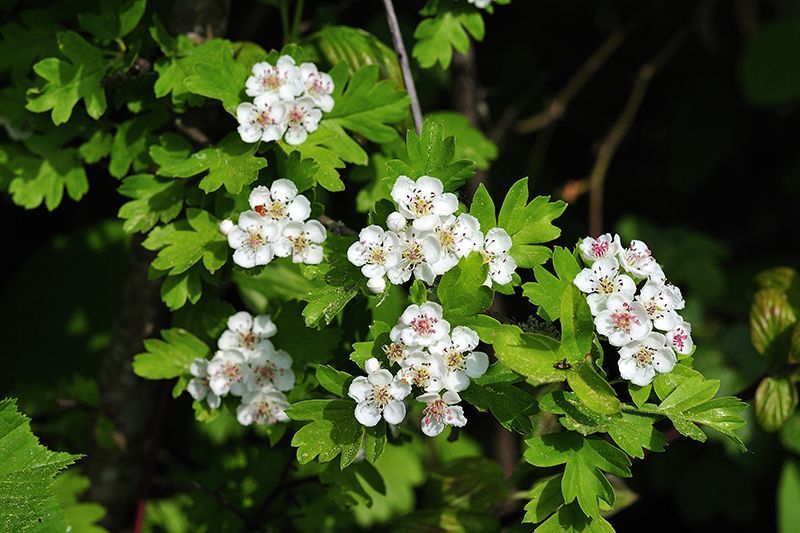 Hawthorn Tree