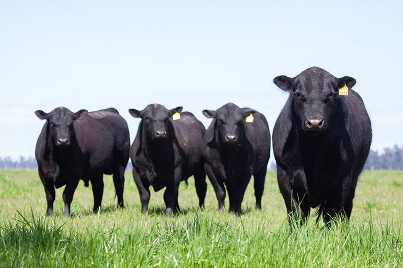 Black Angus Cattle