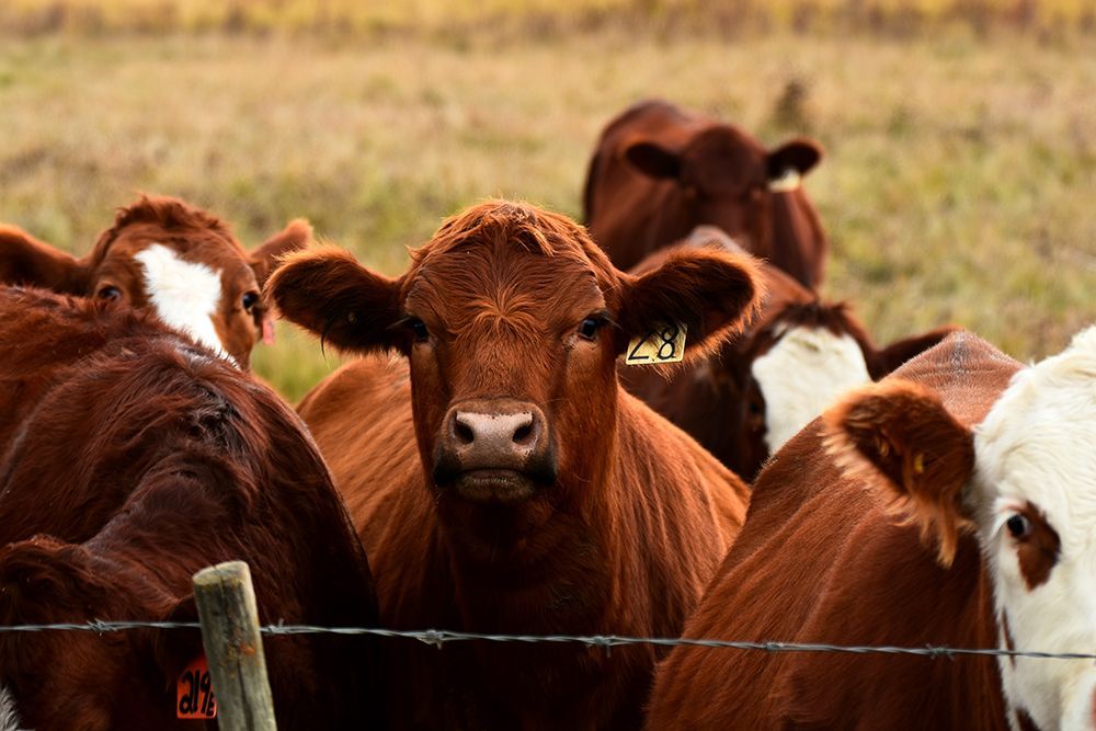 Cattle On Farm