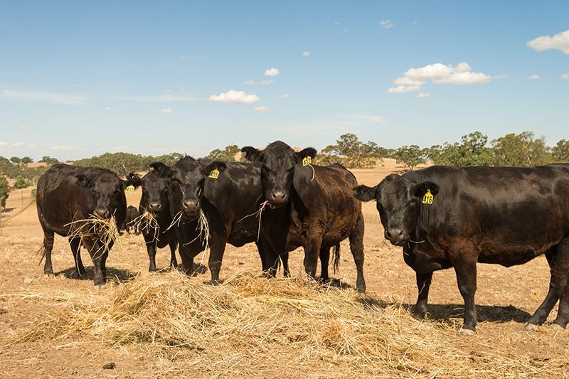 Group Of Cattle