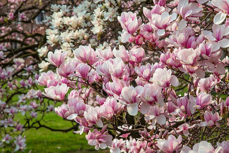 Magnolia Tree