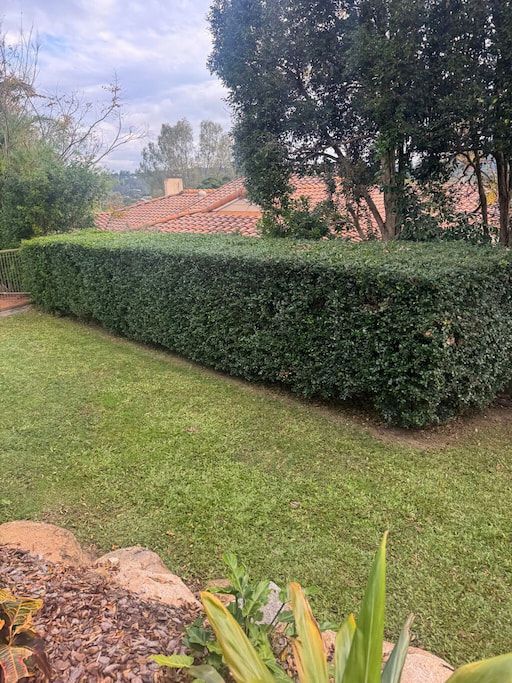 A lush green hedge in Brookfield