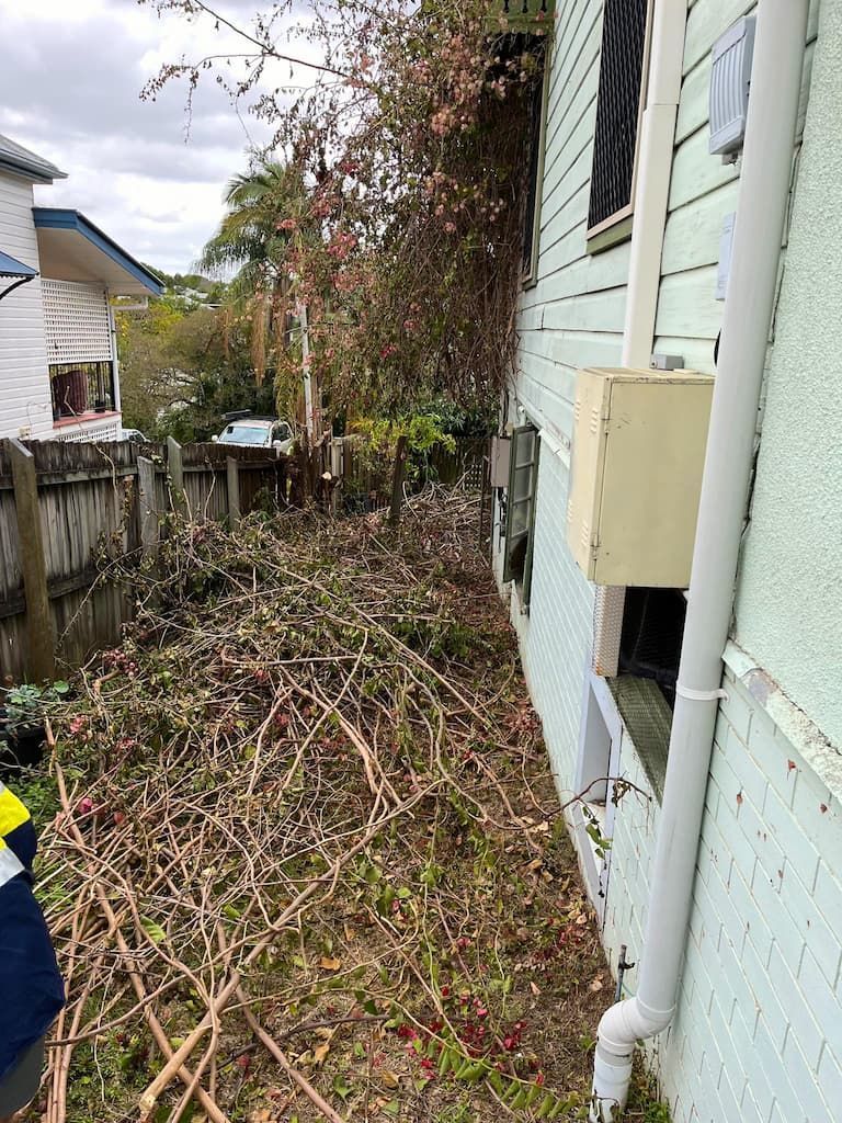 A house with a lot of branches on the side of it.