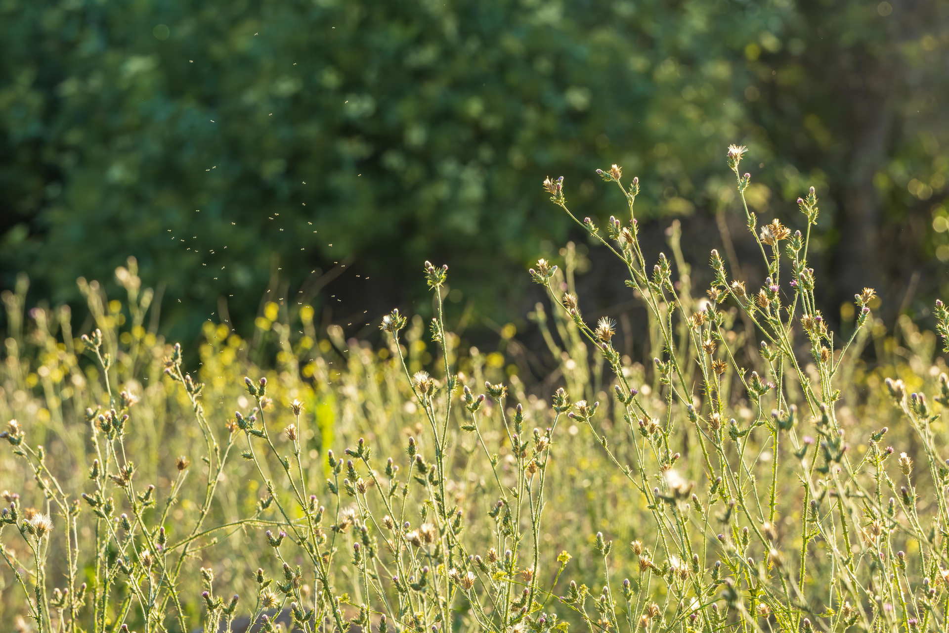 Sunlit field of wildflowers and tall grasses with small flying insects in the background.