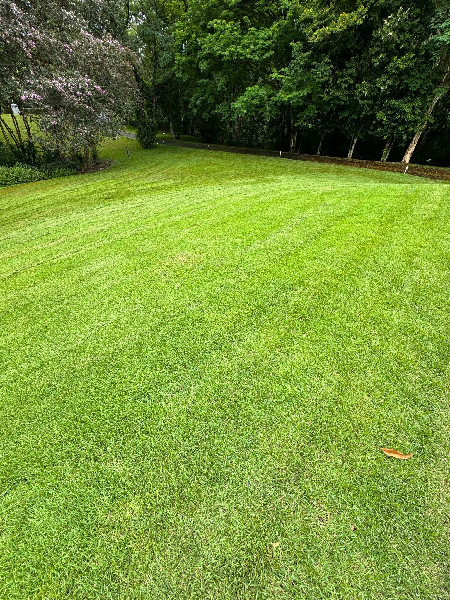 A lush green lawn with trees in the background.