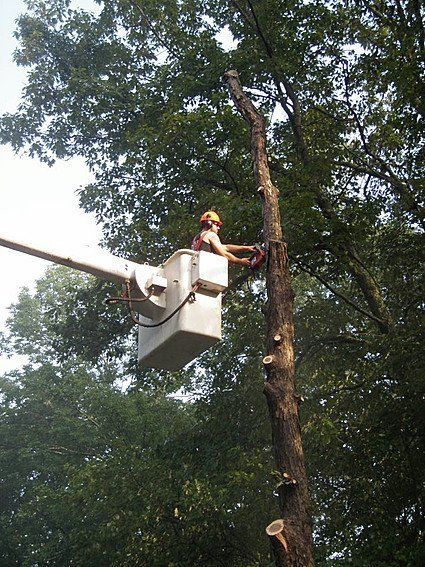 Tree Service Danbury, CT