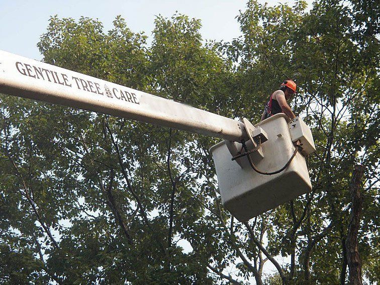 Tree Service Ridgefield, CT