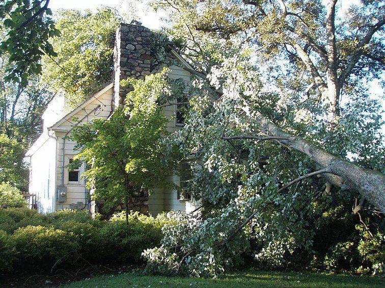 Tree Service Washington, CT