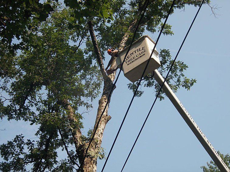 Tree Service New Milford, CT