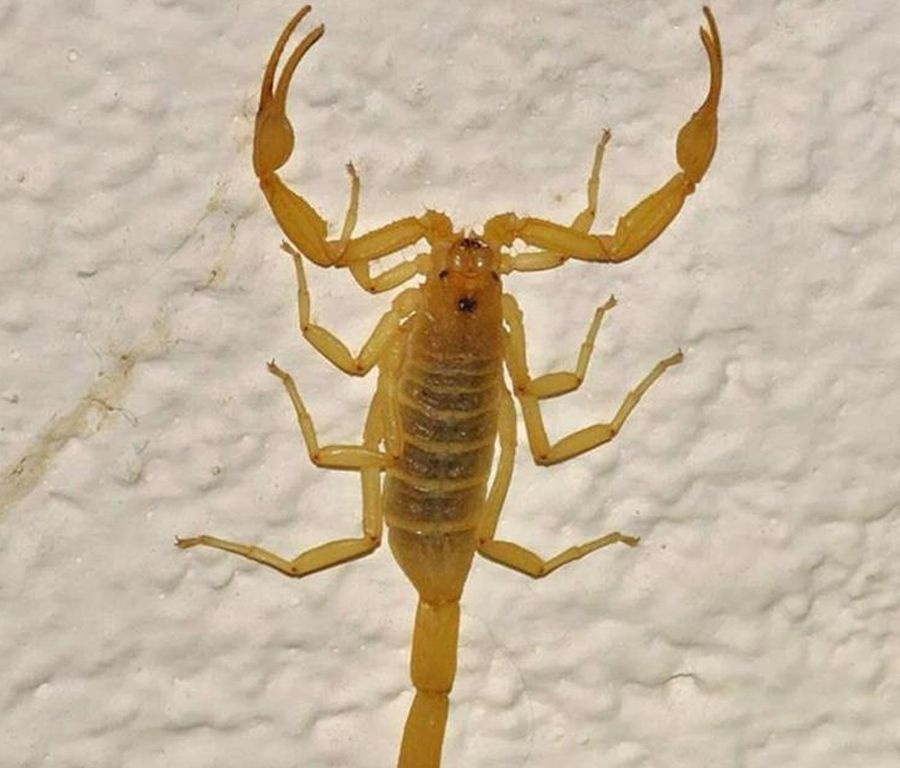 Yellow Scorpion