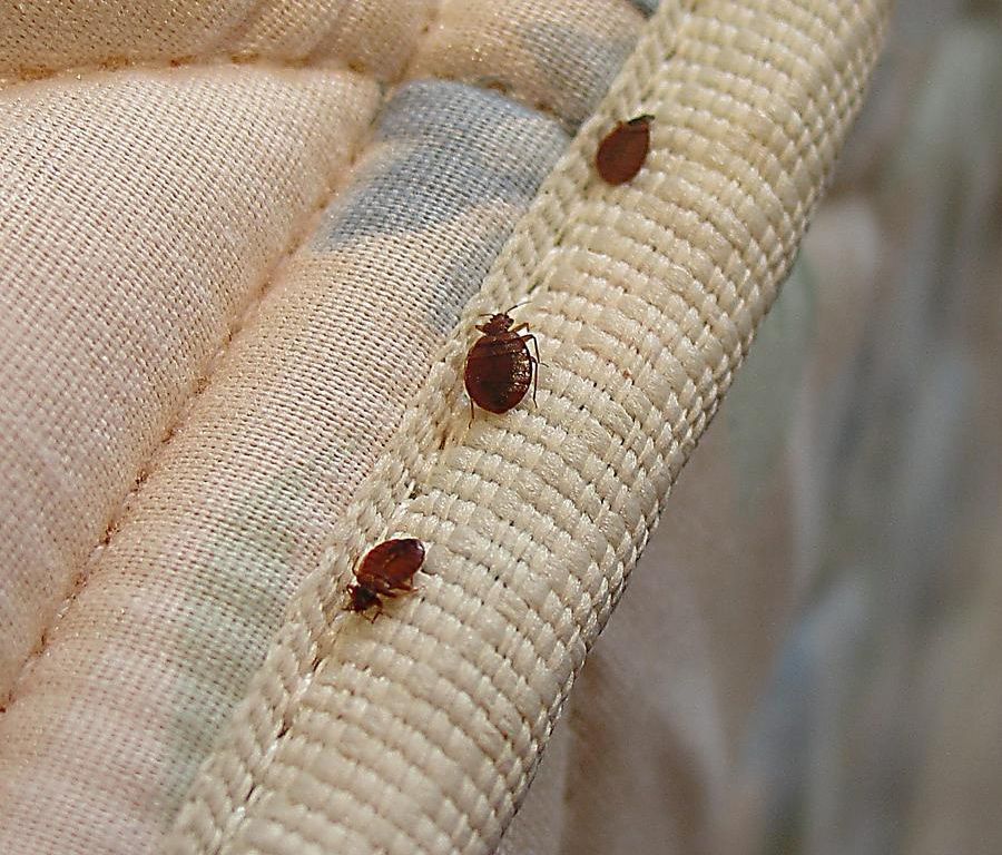 Bed Bugs