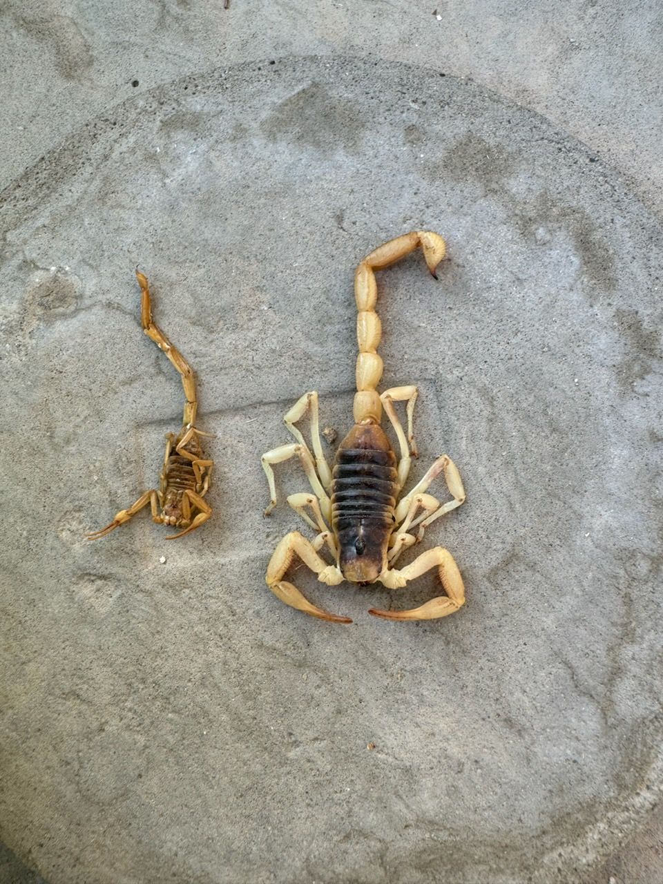 A close up of a scorpion on a concrete surface.