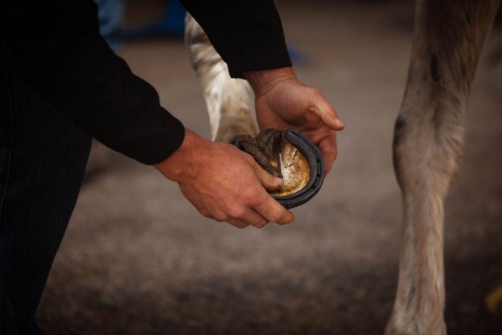 A person is putting a shoe on a horse 's hoof.