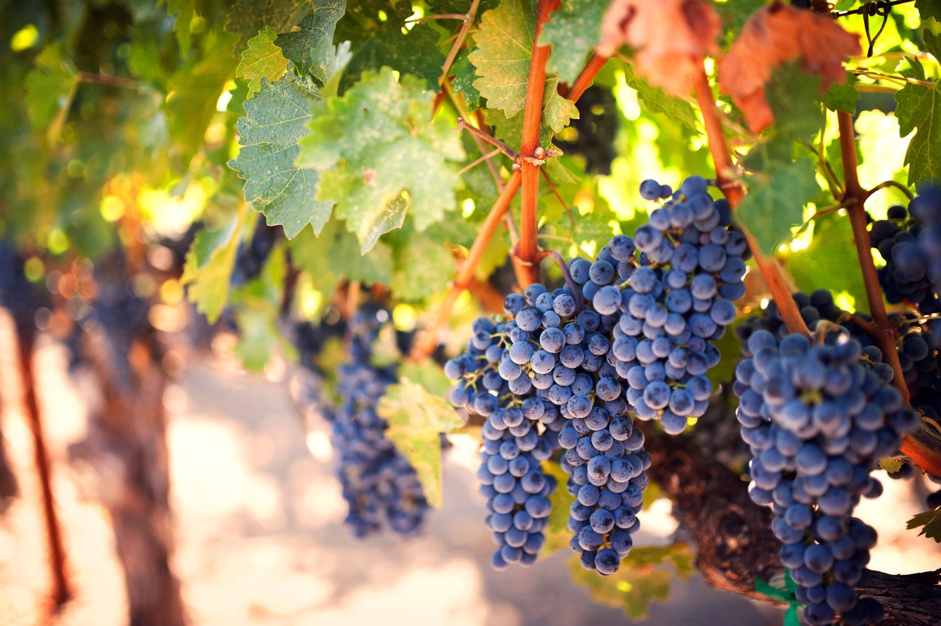 A bunch of grapes hanging from a vine in a vineyard.