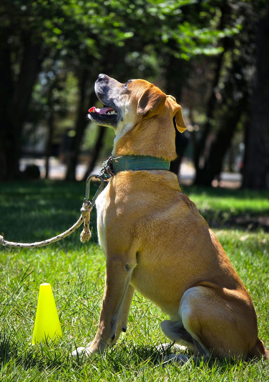 1-on-1 dog training lessons with Andover Dog Training Center in Augusta, KS