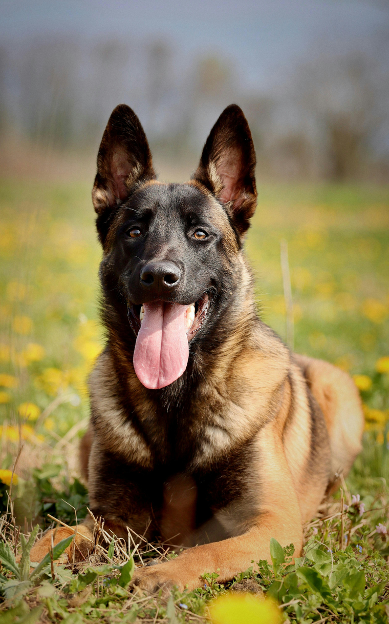 1-on-1 dog training lessons with Andover Dog Training Center in Augusta, KS