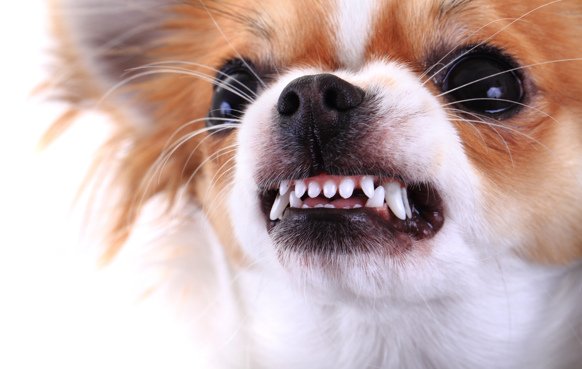 Aggressive dog training in Andover, KS