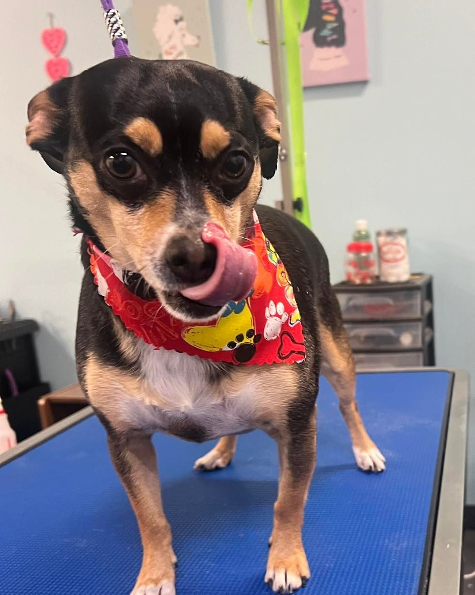 Dog Grooming in Andover, KS