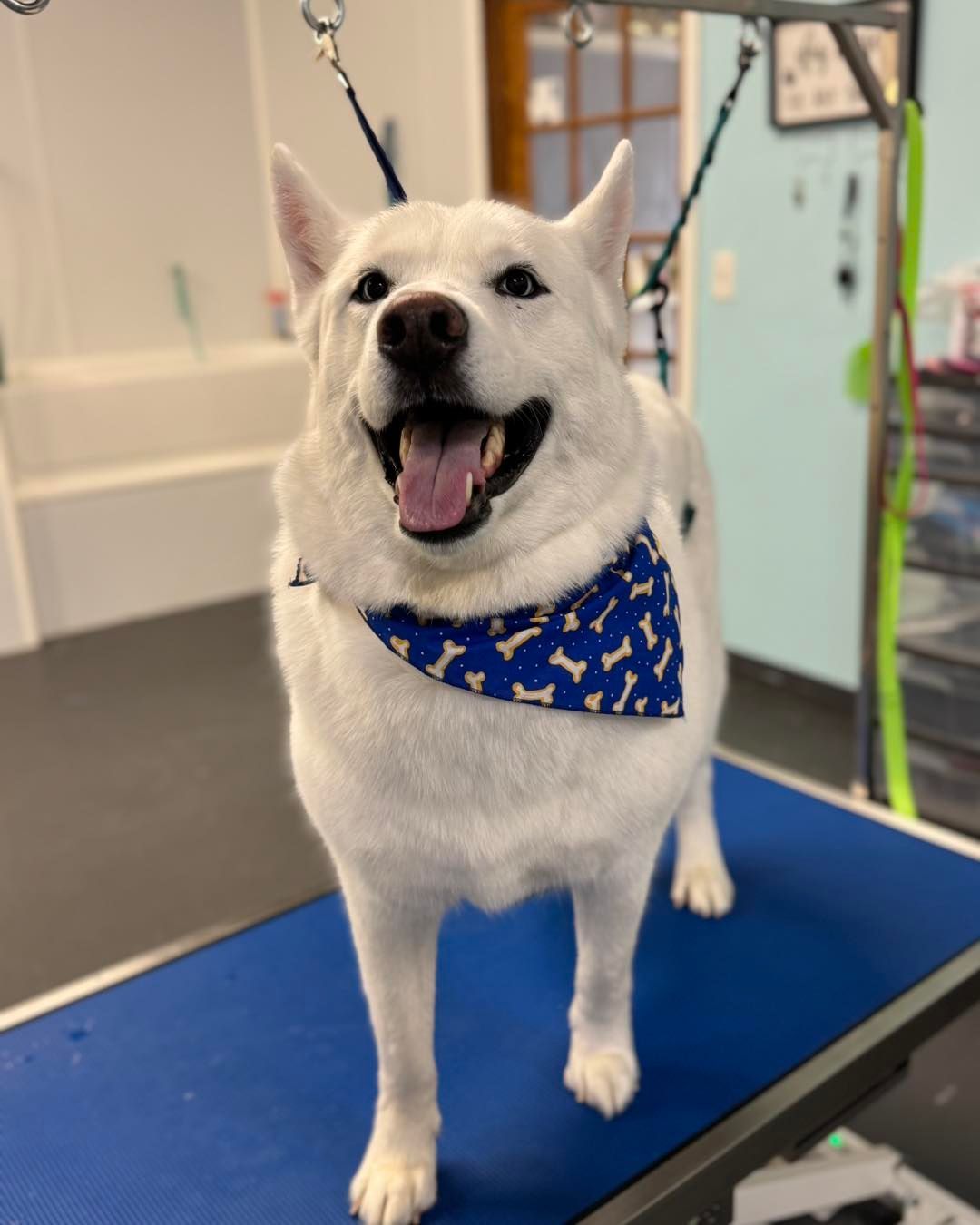 Dog Grooming in Andover, KS