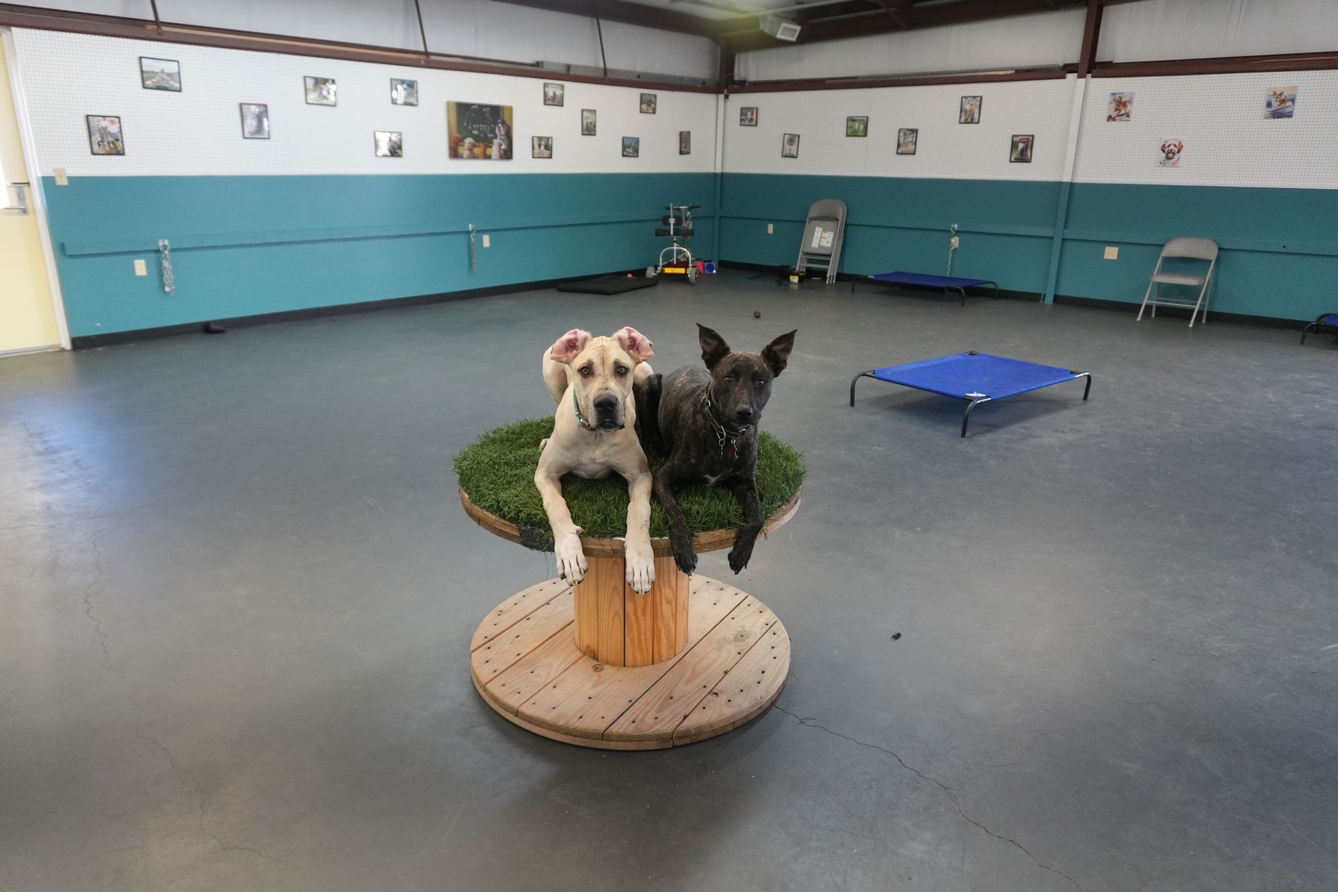 Doggy Day School with Andover Dog Training Center in Augusta, KS