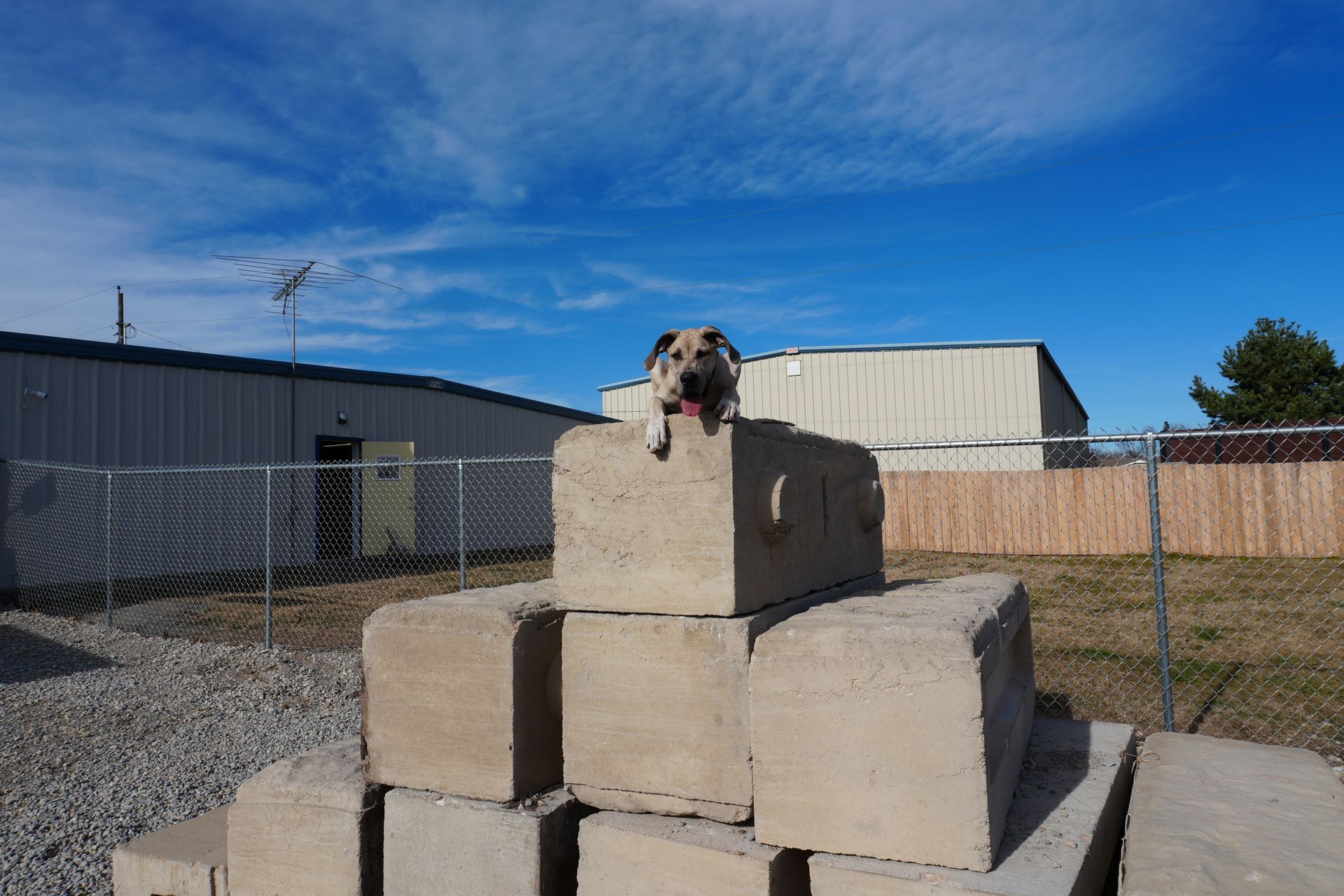 Doggy Day School with Andover Dog Training Center in Augusta, KS