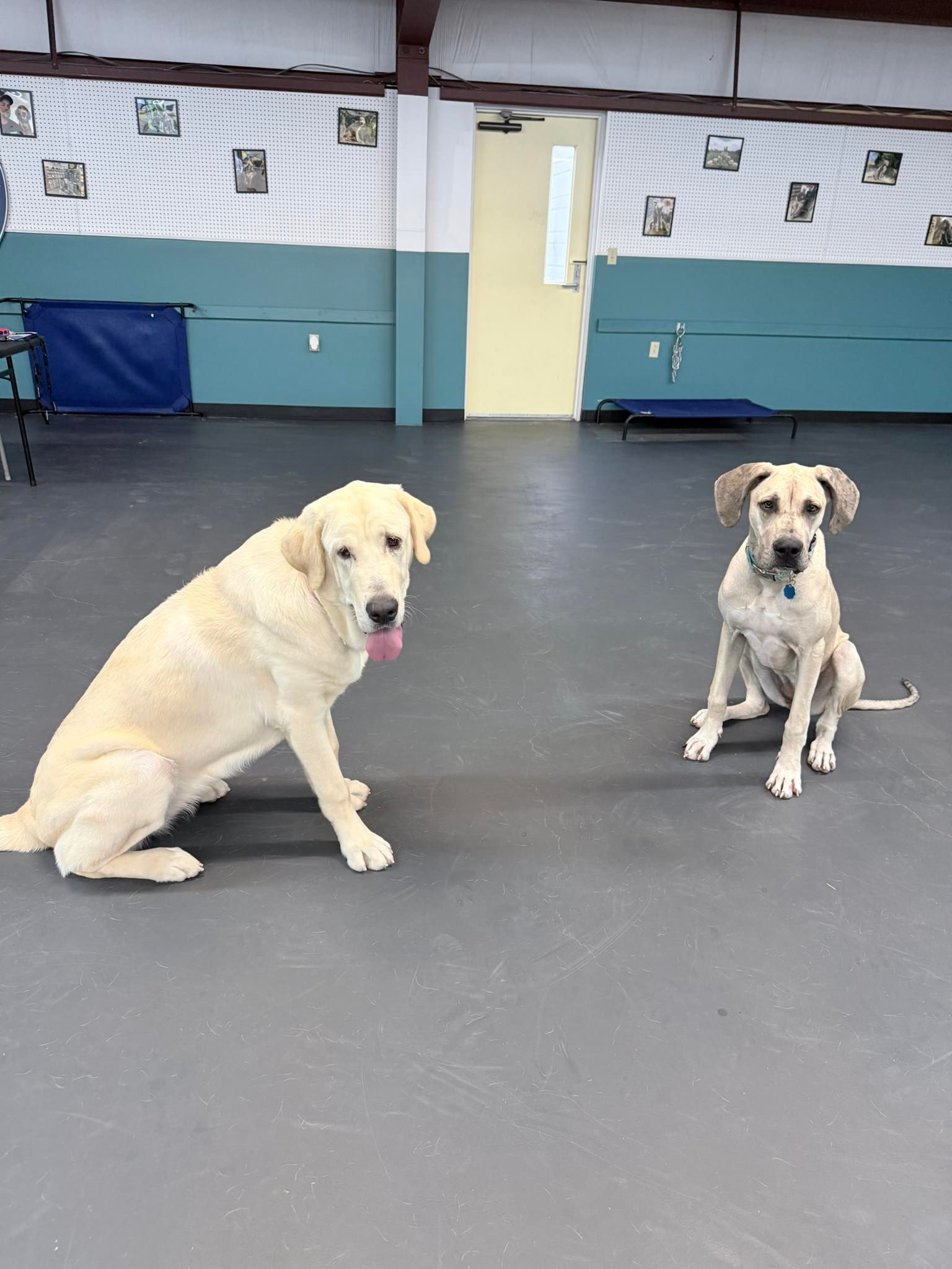 doggy day care in andover, ks