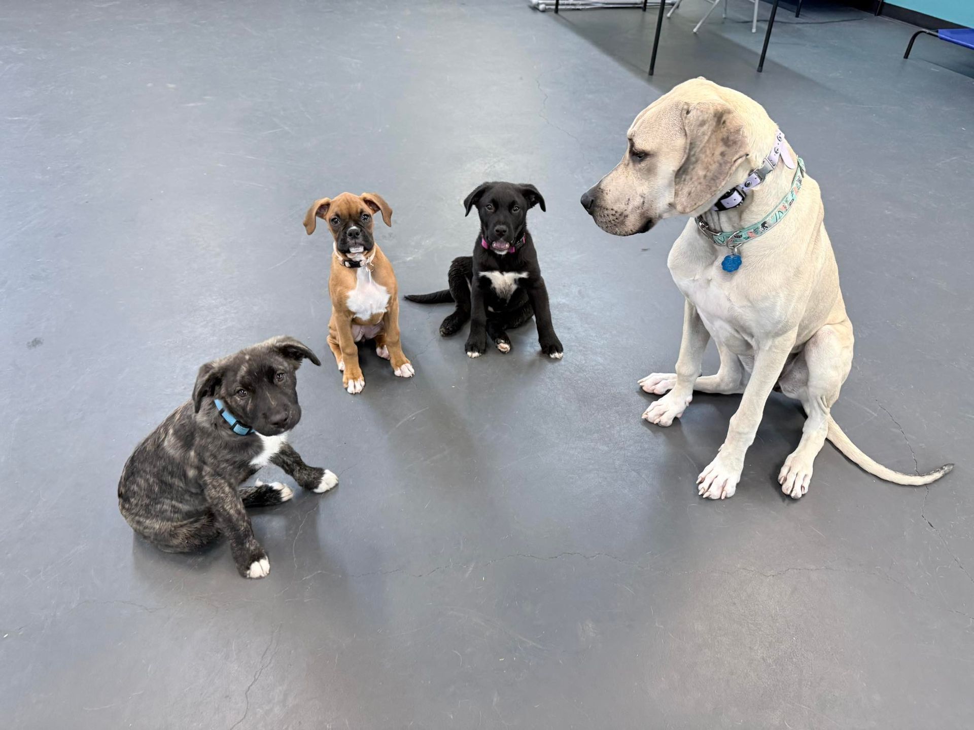 Puppy Day Care in Andover, KS