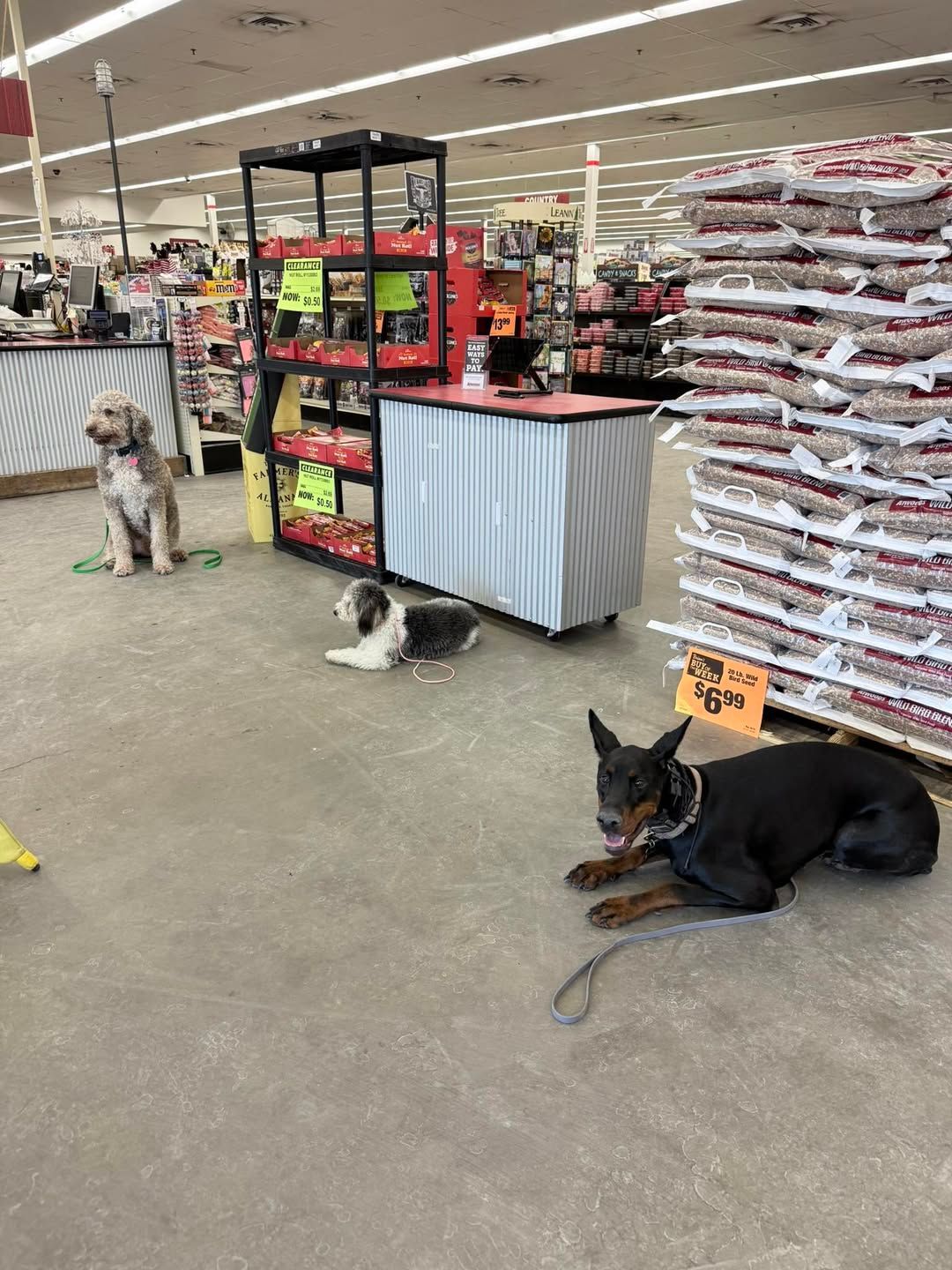 Dog training in Andover, KS