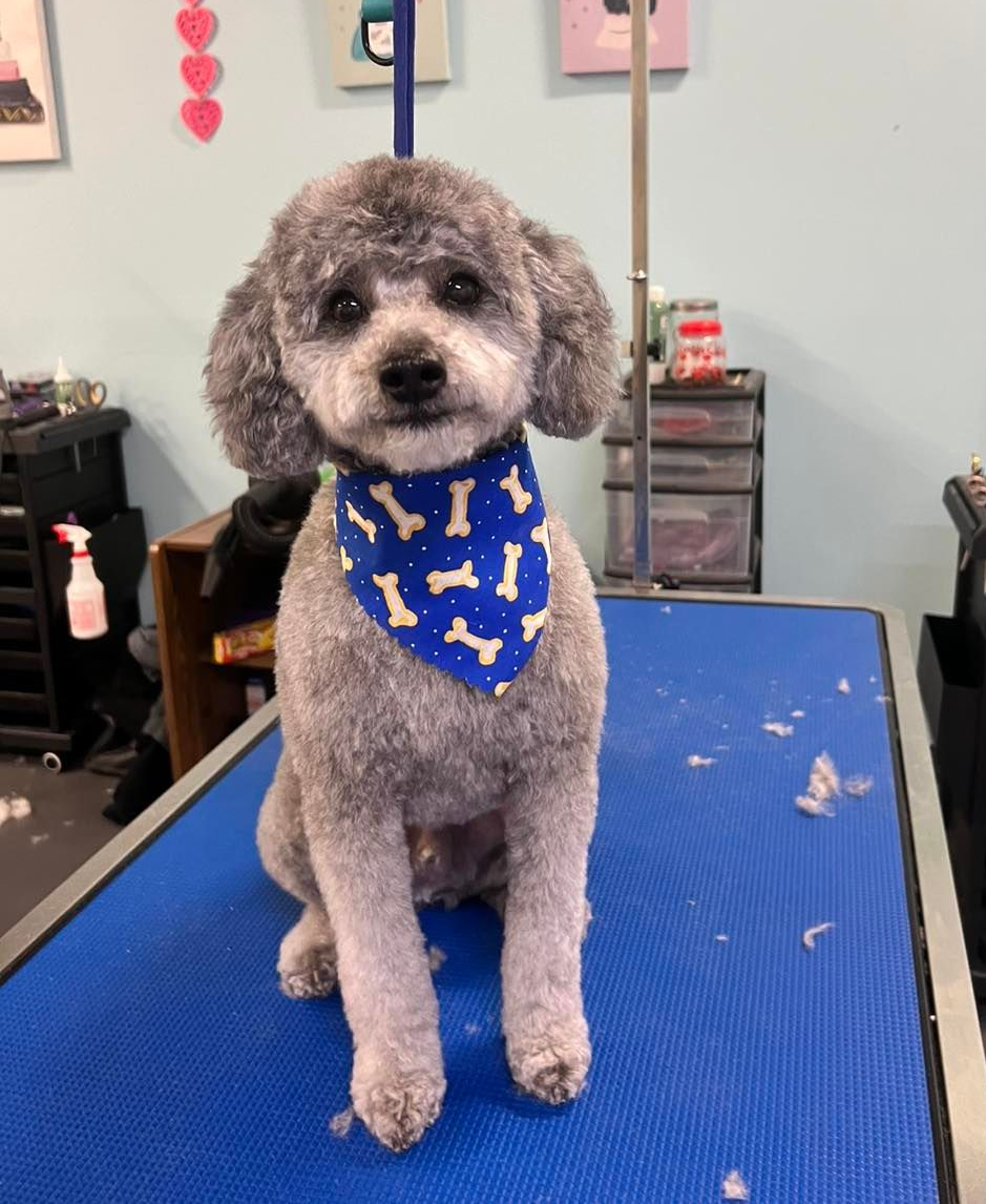 Dog Grooming in Andover, KS