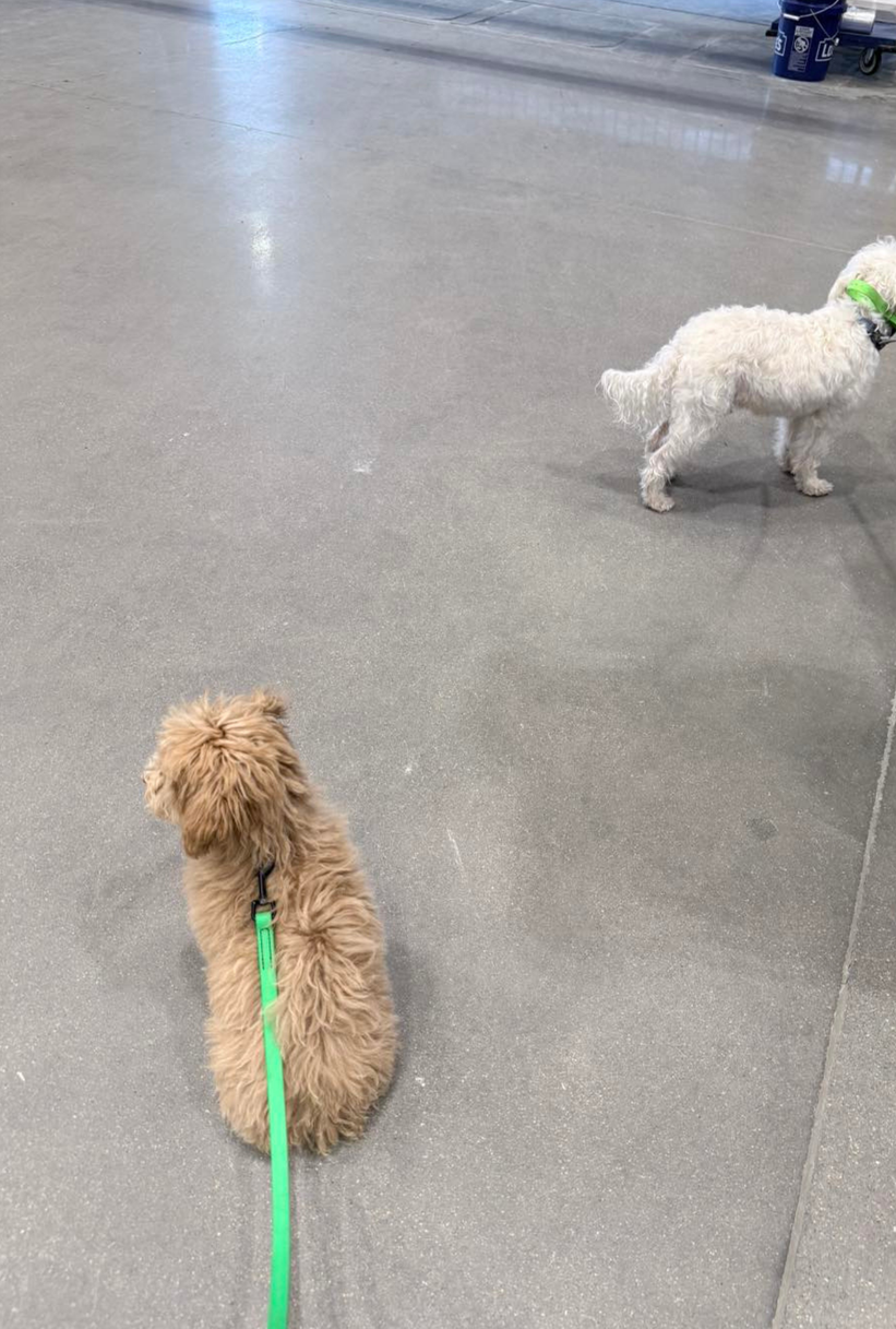 Puppy training lessons with Andover Dog Training Center in Augusta, KS