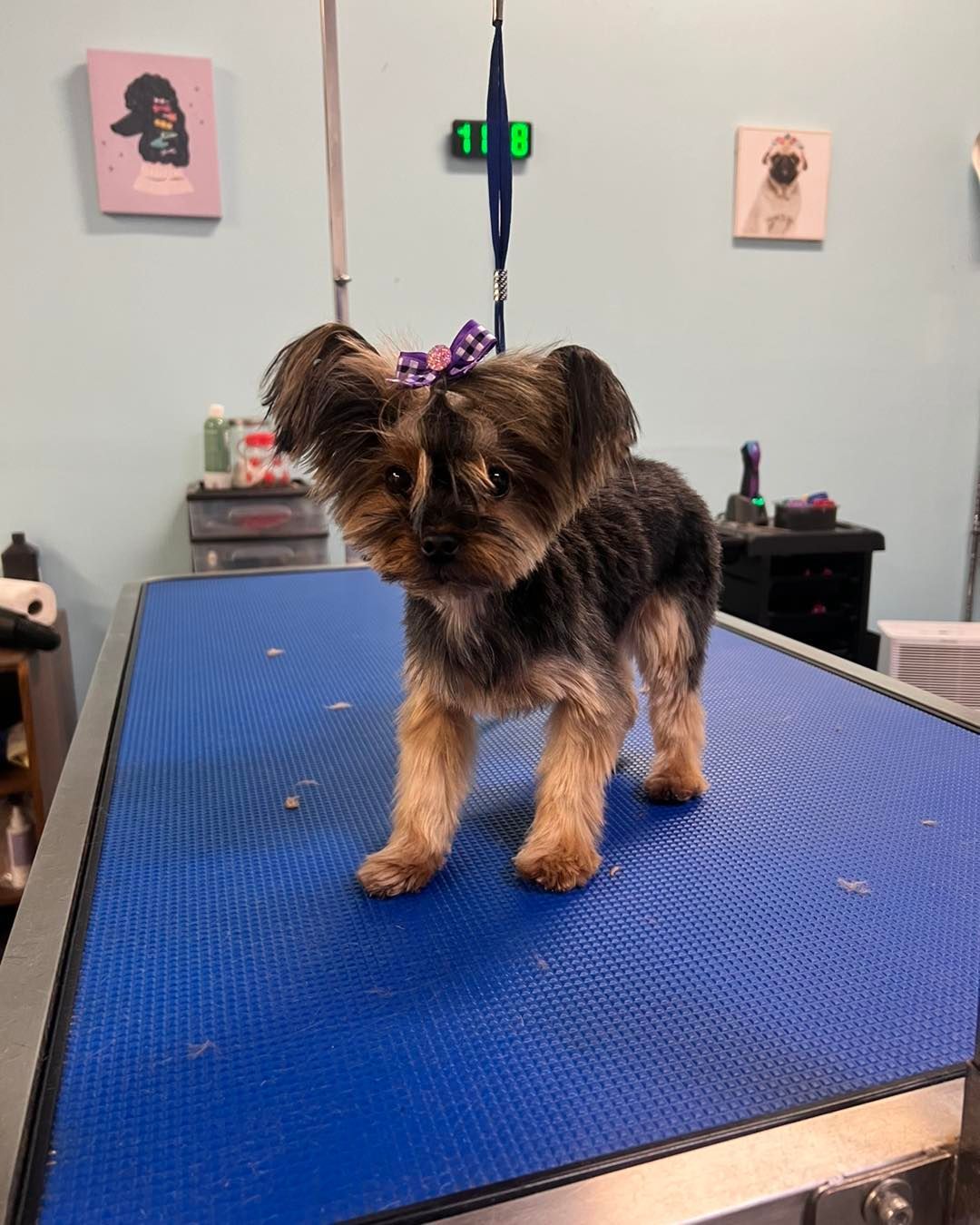 Dog Grooming in Andover, KS