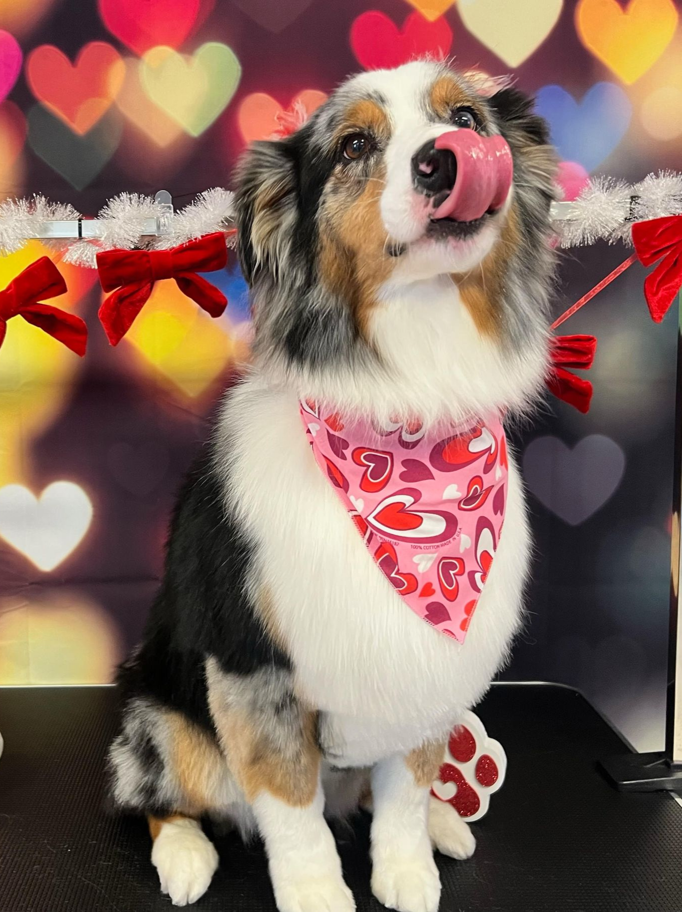 Dog Grooming in Andover, KS