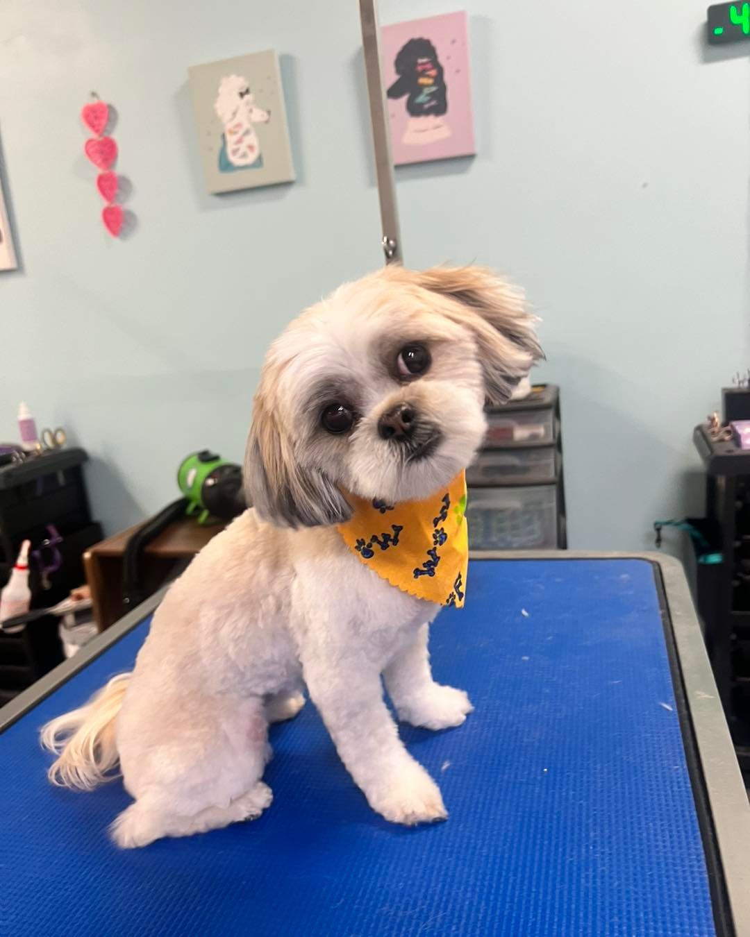 Dog Grooming in Andover, KS